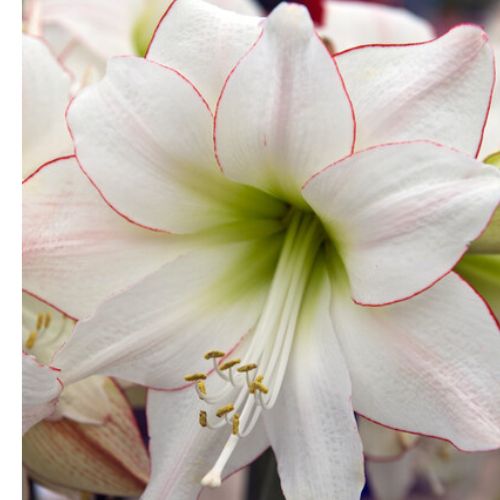 'Picotee' Hippeastrum, Amaryllis