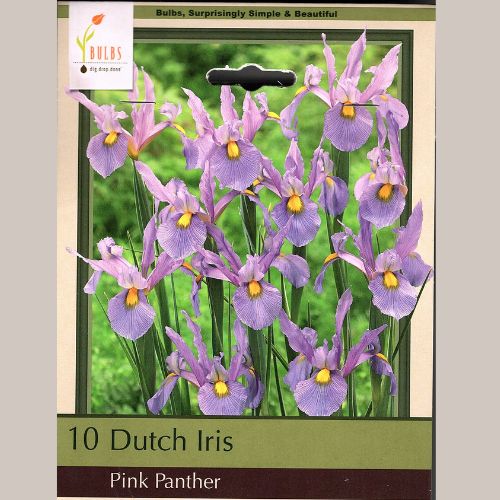 Pink Panther Dutch Iris