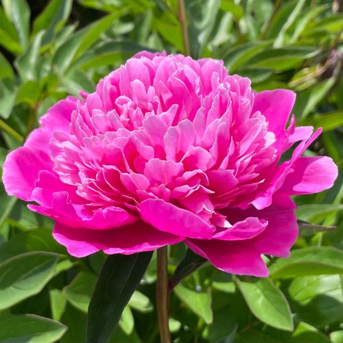 Pink Pompadour- Peony lactiflora