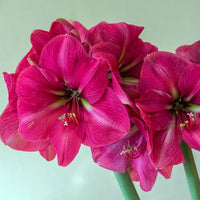Thumbnail for 'Pink Rival' Hippeastrum, Amaryllis