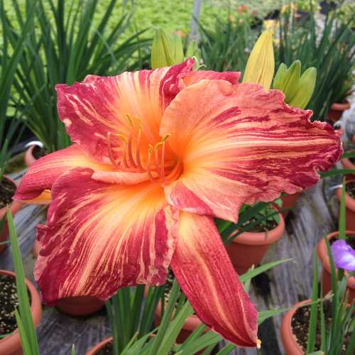 Daylily 'Pink Stripes' (Hemerocallis)