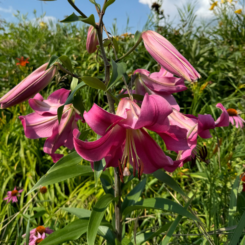 'Pink Flight Lily' Lilium Asiatic (Asiatic Lily)