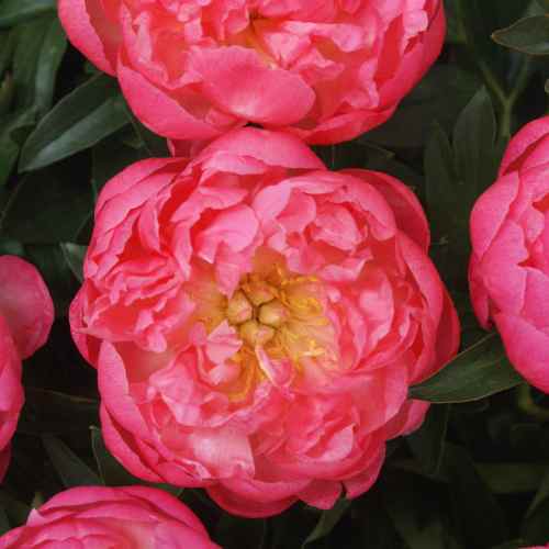 Pink Hawaiian Coral - Peony, 1981 introduction, Illinois, lactiflora