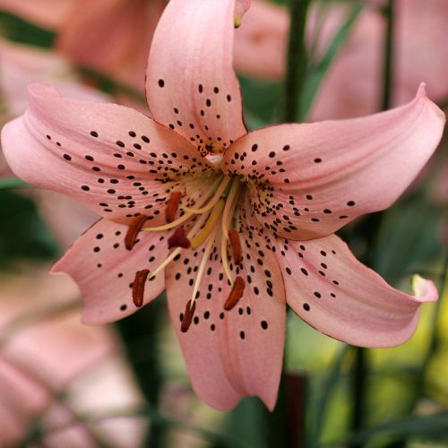 Lilium Tiger 'Pink Tiger' (Tiger Lily)