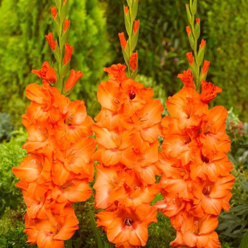 'Pisa' Large Flowering Gladiolus, Dark Orange Glads