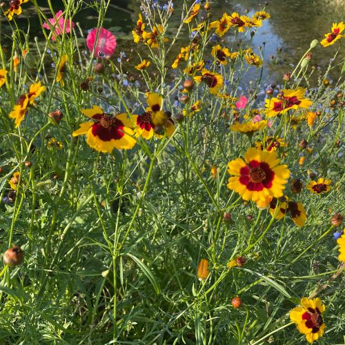 Dwarf Plains Coreopsis Flower - Prairie Native – Firefly Farm and ...