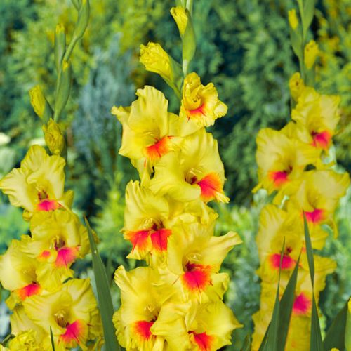 'Platini' Large Flowering Gladiolus, Yellow and Red Glads