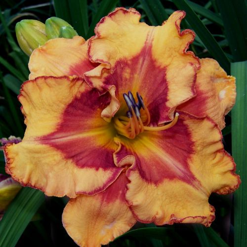 Daylily 'Pointed Perfection' (Hemerocallis)