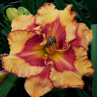 Thumbnail for Daylily 'Pointed Perfection' (Hemerocallis)