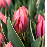 Thumbnail for Pretty Princess Triumph Tulip (Mid to Late Triumph Tulip)