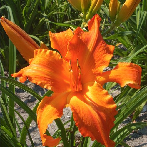 Daylily 'Primal Scream' (Hemerocallis)