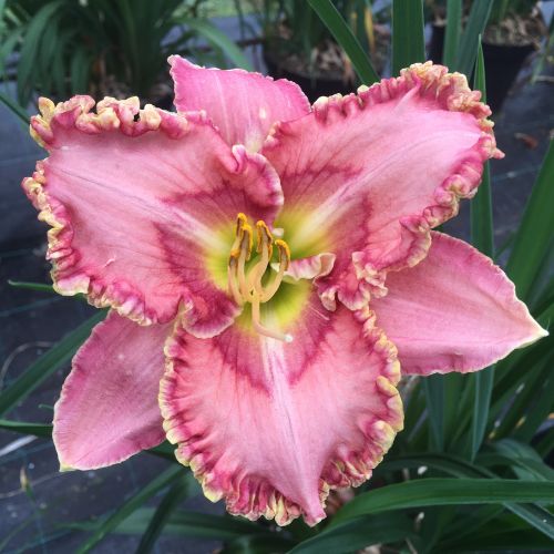 Daylily 'Princess Tutu' (Hemerocallis)