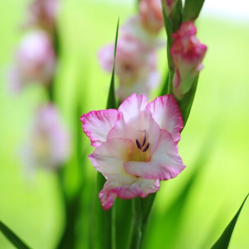 ‘Priscilla' Large Flowering Gladiolus, Pink and White