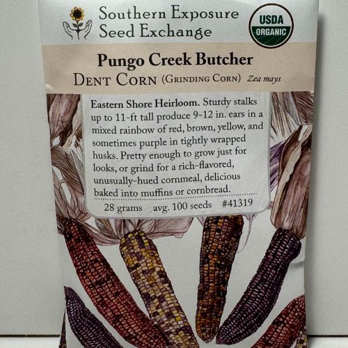 Pungo Creek Butcher Dent Corn, Organic, Heirloom pre-1870’s origin Pungo Creek, VA