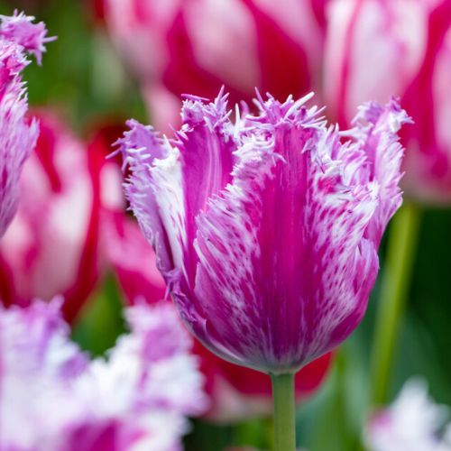 Fringed Tulip 'Purple Circus' Tulip Bulbs (Fringe Tulips)