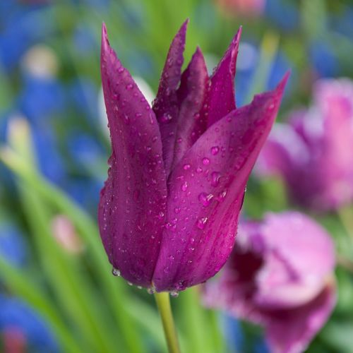 Lily Tulips 'Purple Dream' Tulip Bulbs (Lily Tulips), Purple Tulips