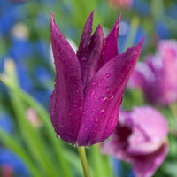 Thumbnail for Lily Tulips 'Purple Dream' Tulip Bulbs (Lily Tulips), Purple Tulips