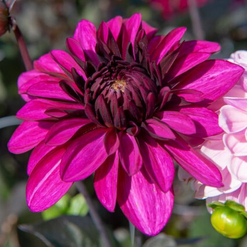 Purple Flame Dahlia (Decorative or Semi-Dinnerplate)