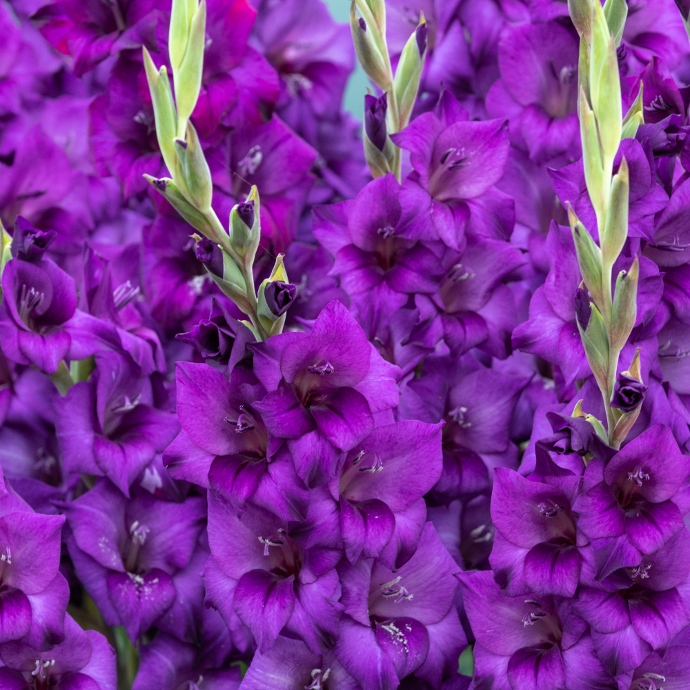 'Purple Flora' Large Flowering Gladiolus, Purple Glads