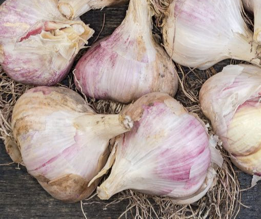 Red Grain by the pound- Organic Garlic Seed and Culinary Garlic