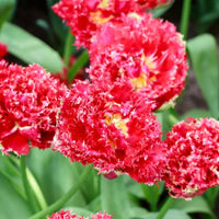 Thumbnail for Fringed Tulip 'Qatar' Tulip Bulbs (Fringe Tulips)