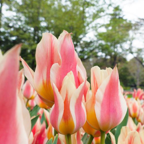 Quebec Tulip Bulbs (Bunch Flowering Tulips), Pink and Yellow Tulip Bulbs