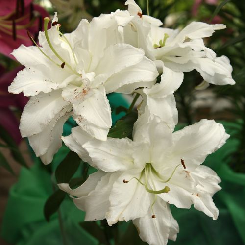 Roselily 'Ramona' (Double Oriental Lily, Lilium)