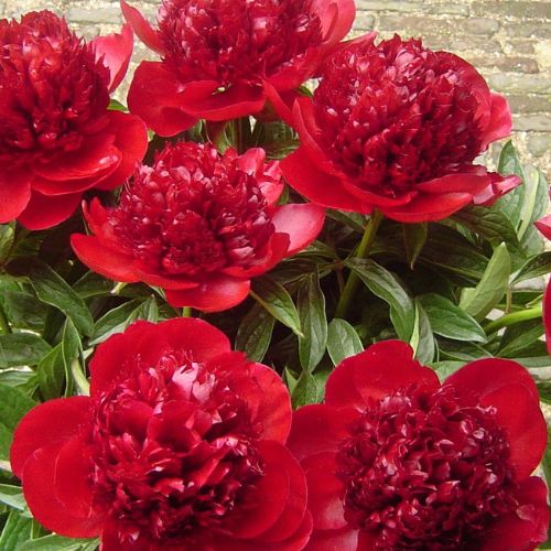 Red Charm - Peony, 1944 introduction