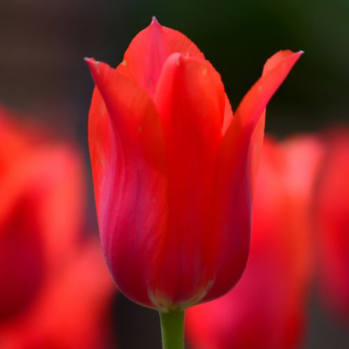 'Red Emperor' Emperor Tulip Bulbs, Red Tulips
