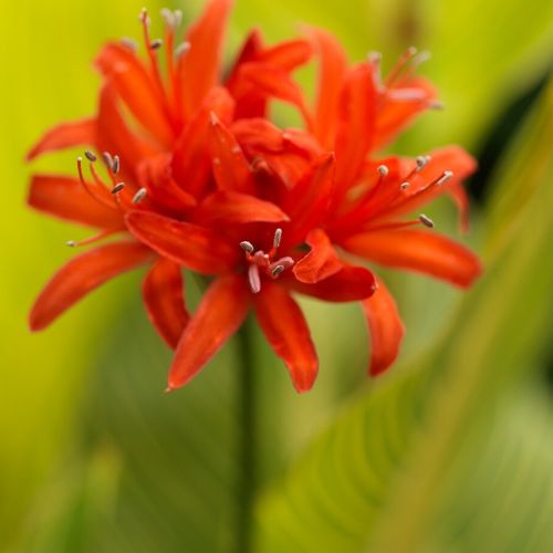 Red Gurnsey Lily Nerine Sarsiensis Red, Naked Lady Lily (Zone 6-10)