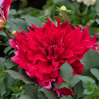 Thumbnail for 'Red Labyrinth' Dahlia (Decorative or Semi-Dinnerplate)