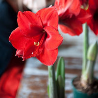 Thumbnail for 'Red Lion' Hippeastrum, Amaryllis, Classic Choice