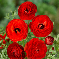 Thumbnail for Ranunculus Red (Ranunculus Aviv)