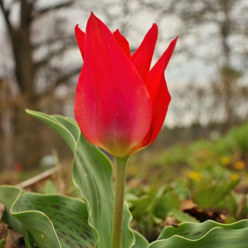 Greigii Tulip 'Red Riding Hood' Bulbs (Greigii Tulip Bulbs), Red Tulips