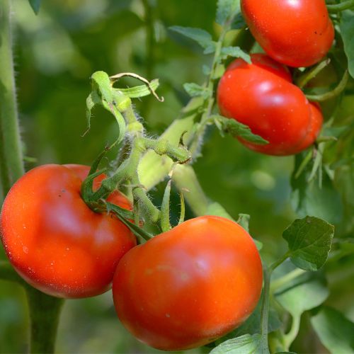 Mountaineer Tomato Seeds, organic