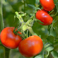 Thumbnail for Mountaineer Tomato Seeds, organic