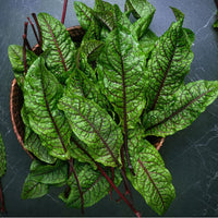 Thumbnail for Red-Veined Sorrel, Organic