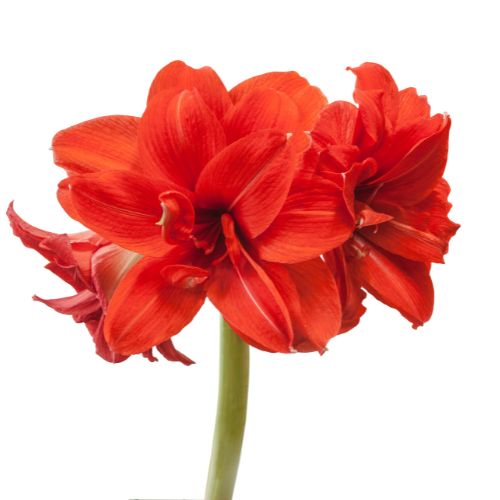 'Red Peackock' Hippeastrum, Amaryllis