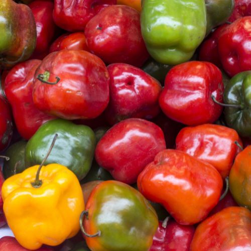 Red Rocoto Pepper Seeds, Heirloom from the Andes Mountains