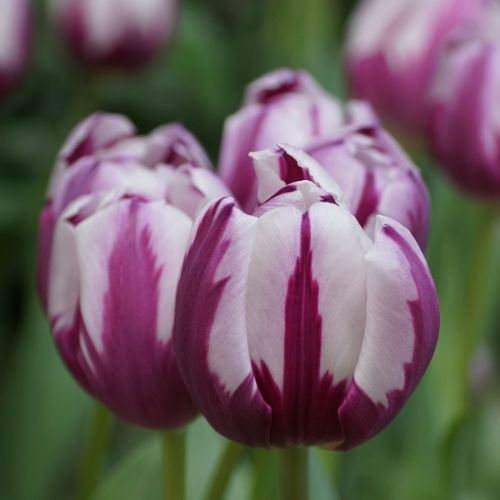 Rem’s Favorite Tulip Bulbs (Triumph), Purple and White Tulips