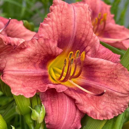 Daylily 'Rosy Returns' (Hemerocallis)