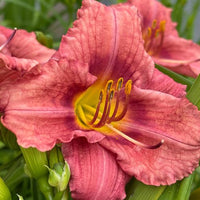 Thumbnail for Daylily 'Rosy Returns' (Hemerocallis)