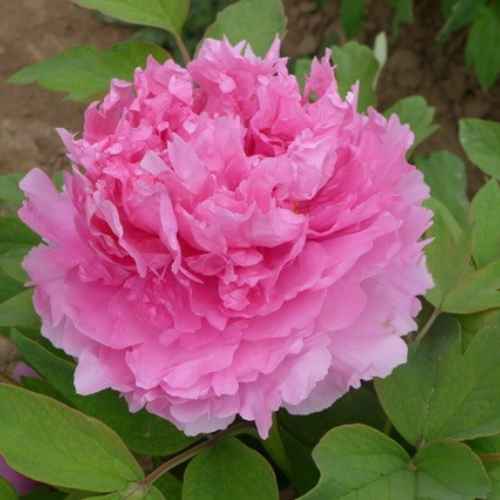 Rosy Jade (Tao Hong Fei Cui) Tree Peony, Bare Root