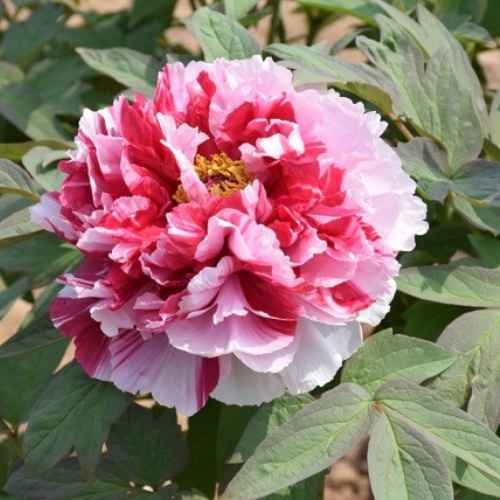 Royal Elegance (Dao Jin) Tree Peony, Bare Root