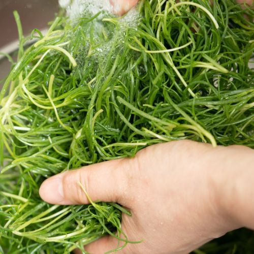 Saltwort, Traditional Japanese Herb