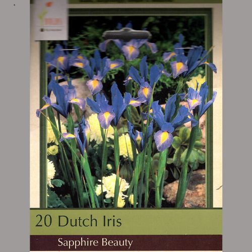 Sapphire Beauty Dutch Iris