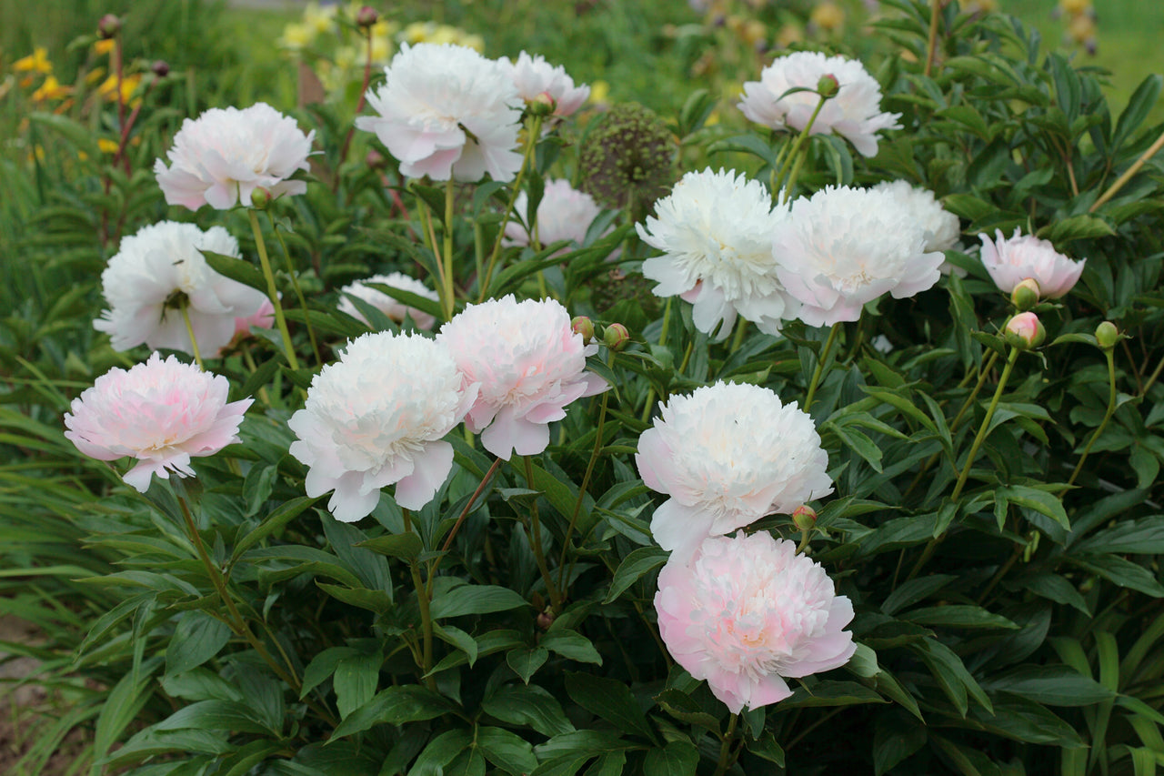 Satin Pink Wonder - Peony, Patio Peony, lactiflora