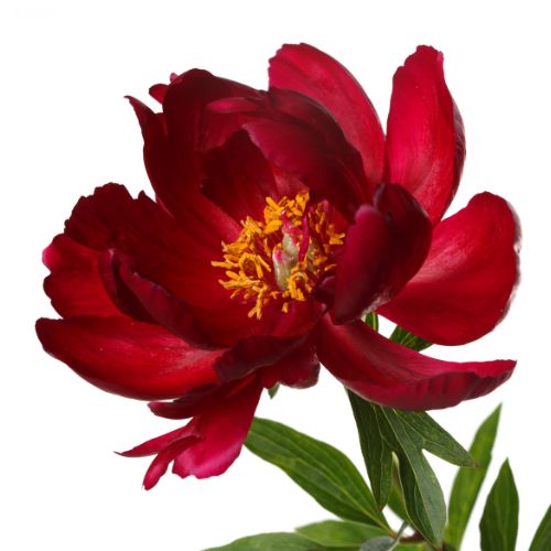 Scarlet Heaven - Itoh Peony, 1999 introduction, Wisconsin