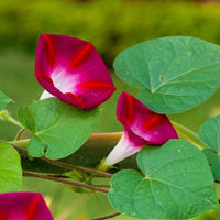Thumbnail for Scarlet O'Hara Morning Glory Flower Seeds, Heirloom