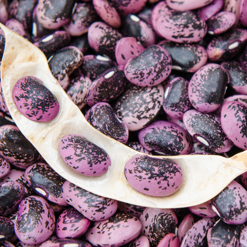 Scarlet Runner Bean, 1735 Heirloom